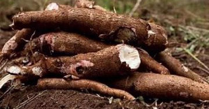 Ghana Importing Cassava From China Reveals How Hopeless The Country Has Become