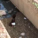 Man Finds Little Baby In A Huge Gutter At Ofankor