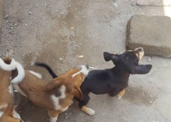 Ejisu: Woman Allegedly Mauled To Death By Four Dogs