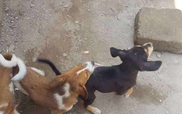 Ejisu: Woman Allegedly Mauled To Death By Four Dogs