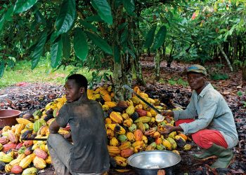 Association Of Cocoa Farmers Boycotts National Farmers’ Day Celebration
