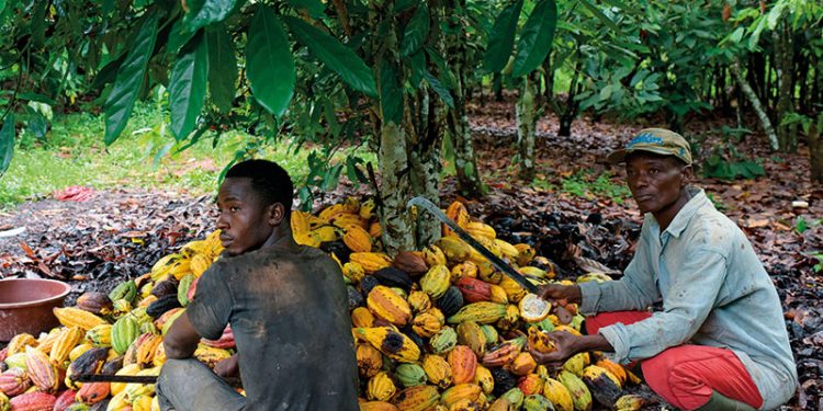 Association Of Cocoa Farmers Boycotts National Farmers’ Day Celebration