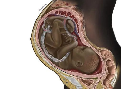 Nigerian Student Changes The Game When Illustration Of A Black Woman’s Womb Goes Viral