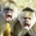 Enraged Monkeys Kill 250 DOGS By Dragging Them To The Top Of Buildings And Dropping Them Off ‘Out Of Revenge’ After Pups Killed One Of Their Infants In Indian Village