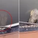 Terrifying Moment Woman Spots Crocodile Lurking Next To Her Boat –  Before It Viciously Lunges At Her