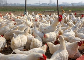 Poultry Farmers Reject Agric Minister’s Claim That Bird Flu Situation Is Under Control