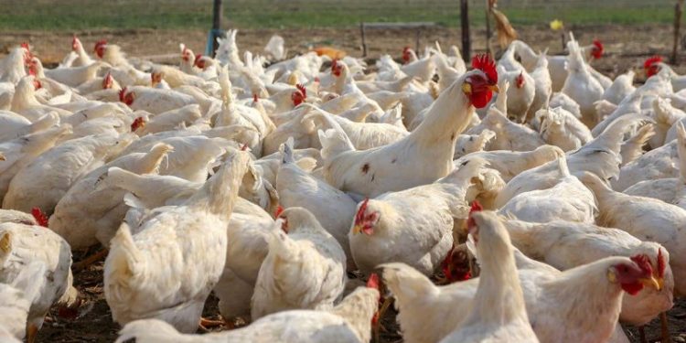 Poultry Farmers Reject Agric Minister’s Claim That Bird Flu Situation Is Under Control