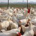 Poultry Farmers Reject Agric Minister’s Claim That Bird Flu Situation Is Under Control