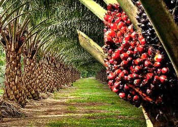 Removal Of Bench Mark Value is Our Dream Come True- Ghana Oil Palm Association