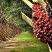 Removal Of Bench Mark Value is Our Dream Come True- Ghana Oil Palm Association