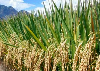 Our Local Rice Production Will Suffer If Benchmark Is Not Reversed – Klutse