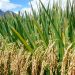 Our Local Rice Production Will Suffer If Benchmark Is Not Reversed – Klutse