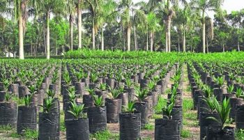 Bench Mark Value Suspension Is A Starting Point For The Growth Of Local Manufacturers – OPDG