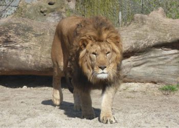 Lioness Mauls Zookeeper To Death In Iran