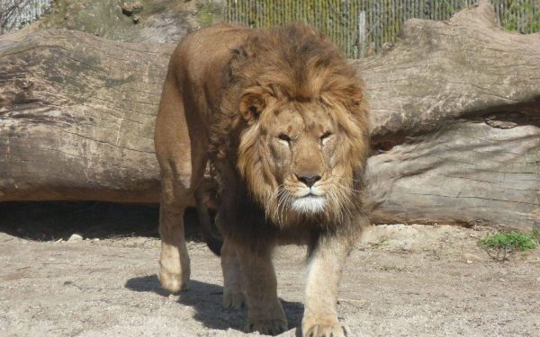 Lioness Mauls Zookeeper To Death In Iran