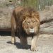 Lioness Mauls Zookeeper To Death In Iran