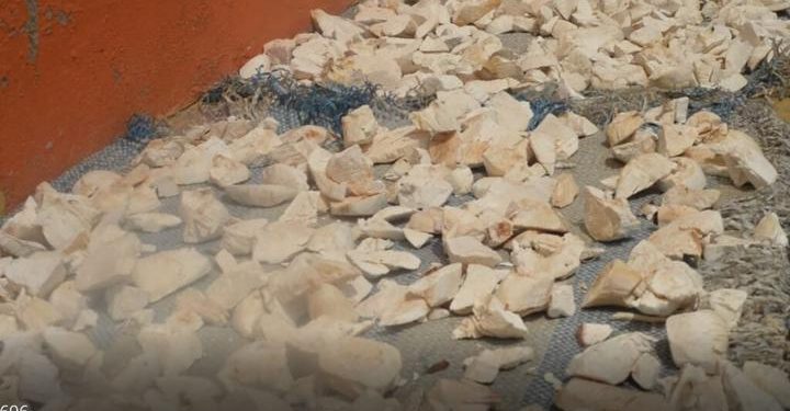 Sun-dried ‘Konkonte’ Lowers Blood Sugar Levels – KNUST Research Reveals