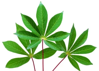Here Are Some Benefit Of Cassava Leaves You May Not Know
