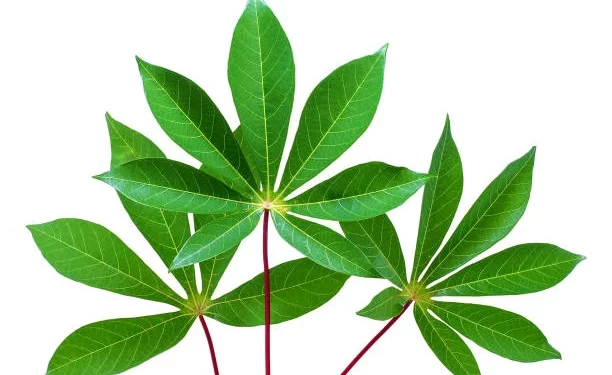 Here Are Some Benefit Of Cassava Leaves You May Not Know