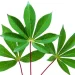 Here Are Some Benefit Of Cassava Leaves You May Not Know
