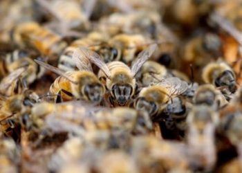 Boy Age 1, Dies After Bees Invasion At Wassa Ateiku SDA Church