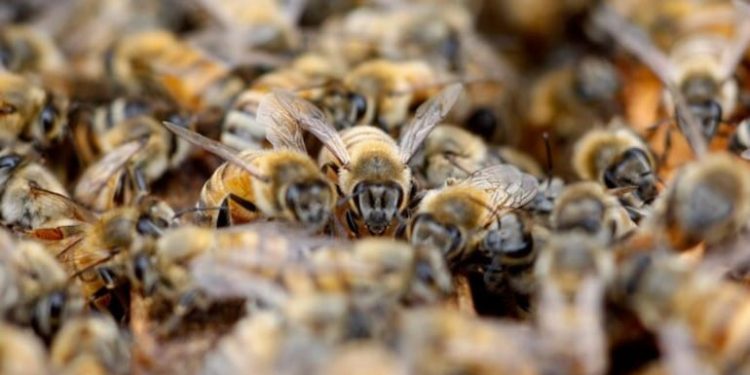 Boy Age 1, Dies After Bees Invasion At Wassa Ateiku SDA Church