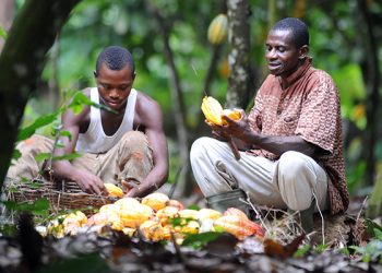Introduction Of E-levy Will Negatively Impact Us – Cocoa Farmers Association