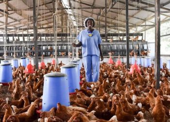 We Need Money To Cater For Our Families – Poultry Farmers To Government