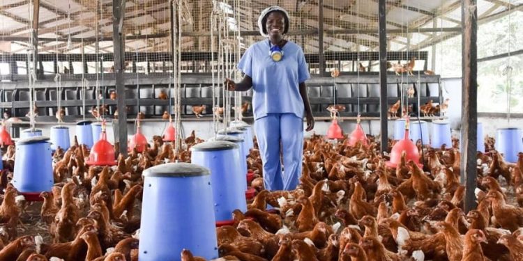 We Need Money To Cater For Our Families – Poultry Farmers To Government