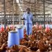 We Need Money To Cater For Our Families – Poultry Farmers To Government