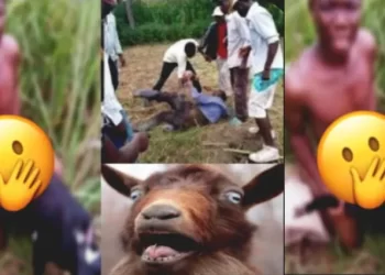 Koforidua: CCTV Captures 22-year-Old Man Sleeping With A Goat; Chiefs Summons Him To Palace