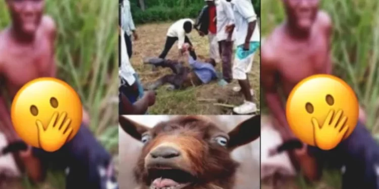 Koforidua: CCTV Captures 22-year-Old Man Sleeping With A Goat; Chiefs Summons Him To Palace