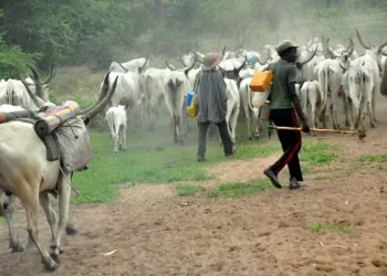 Two Fulani Men Clash In Ejura, Butchers Each Other Over Cows