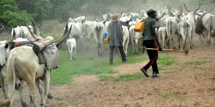 Two Fulani Men Clash In Ejura, Butchers Each Other Over Cows