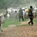 Two Fulani Men Clash In Ejura, Butchers Each Other Over Cows