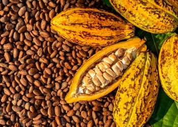 COCOBOD Deny Claims By Juaboso MP That It Is Unable To Account For $1.3bn Cocoa Syndicated Loan
