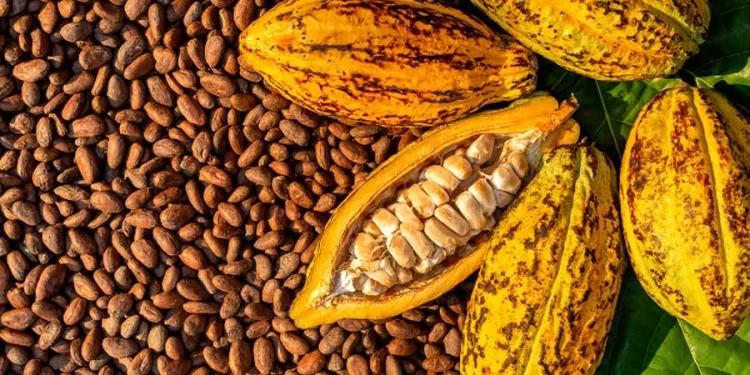 COCOBOD Deny Claims By Juaboso MP That It Is Unable To Account For $1.3bn Cocoa Syndicated Loan