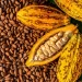 COCOBOD Deny Claims By Juaboso MP That It Is Unable To Account For $1.3bn Cocoa Syndicated Loan