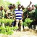 Pay Our 4 Month Allowance, Else No Green Ghana – National Youth In Afforestation