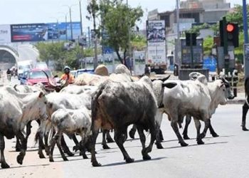 Cattle Take Over Accra Central Business District