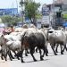 Cattle Take Over Accra Central Business District
