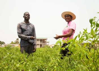 Bolgatanga: Pepper Farmers Appeal To Government For Storage Facilities