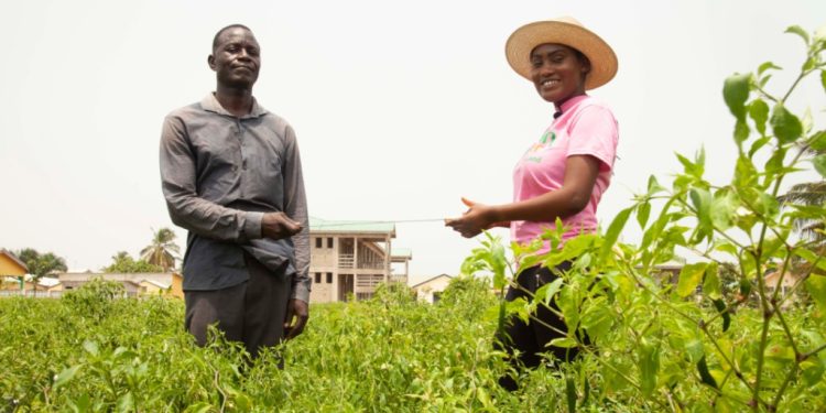 Bolgatanga: Pepper Farmers Appeal To Government For Storage Facilities