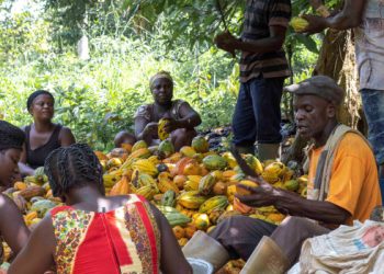 COCOBOD Has Been Mute About Our Situation – Cocoa Farmers Cry Out