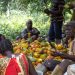 COCOBOD Has Been Mute About Our Situation – Cocoa Farmers Cry Out