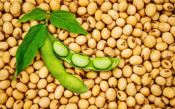 Restrictions On the Exportation Of Maize And Soya Beans Must Be Made Long Term – Peasant Farmers
