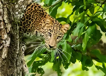 Leopard Falls To Its Death While Climbing Tree With Prey At Pench Tiger Reserve