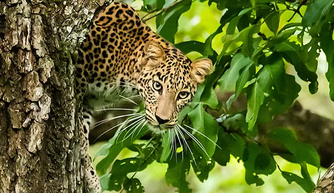 Leopard Falls To Its Death While Climbing Tree With Prey At Pench Tiger Reserve