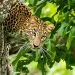 Leopard Falls To Its Death While Climbing Tree With Prey At Pench Tiger Reserve