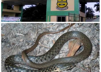 Snake Invade Foso Training College Dormitory; Bites The Balls Of A Sleeping Boy